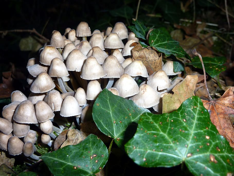 fall, mushrooms, whites, forest, wood, nature, undergrowth HD wallpaper