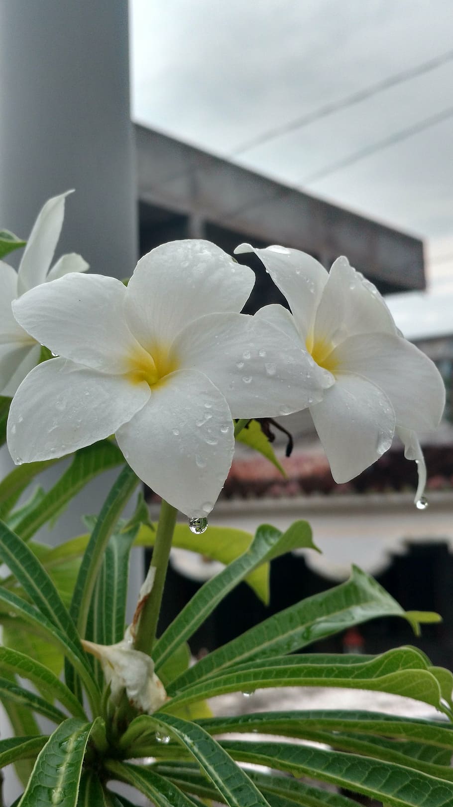 flower, rain, cloud, sky, flowering plant, petal, beauty in nature HD wallpaper