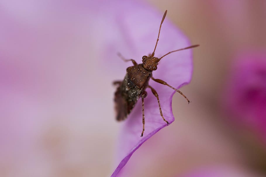 beetle, infection, petal, macro, animal themes, one animal HD wallpaper