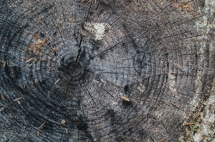 tree, stump, rings, nature, wood, weathered, brown, aged, surface HD wallpaper