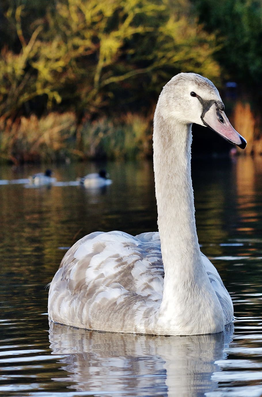 swan, white, nature, bird, lake, water, wildlife, animal, swimming
