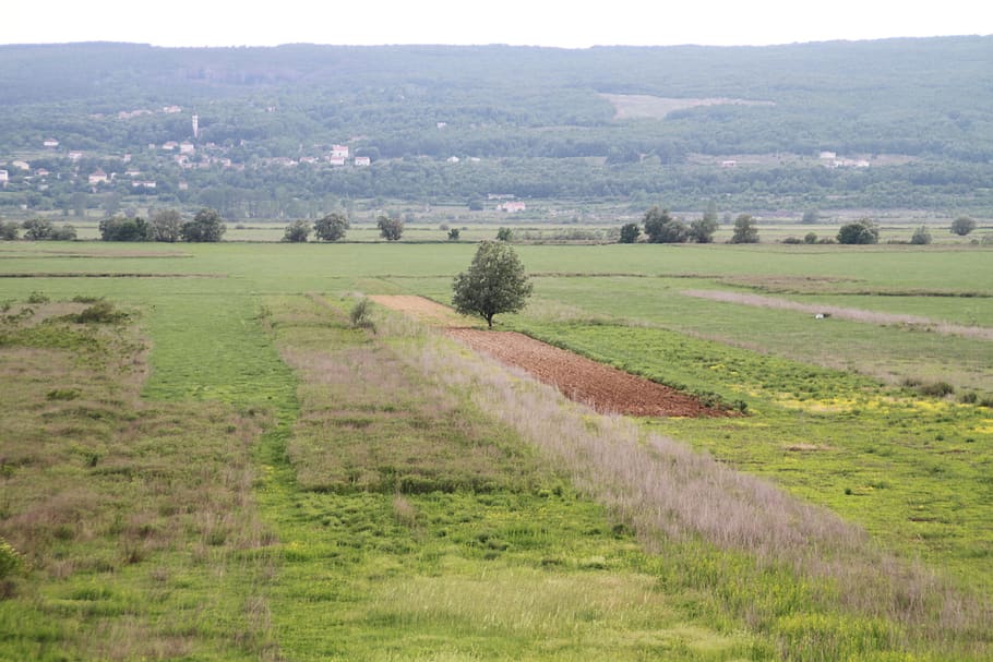tree, field, lonely, landscape, environment, plant, grass, scenics - nature HD wallpaper