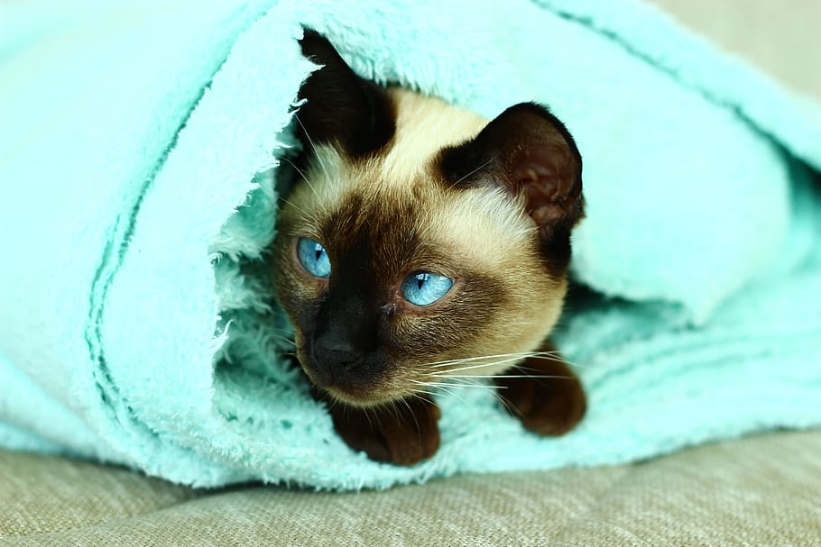 Siamese Cats, Turquoise, Overview, animal, pets, cute, blue HD wallpaper