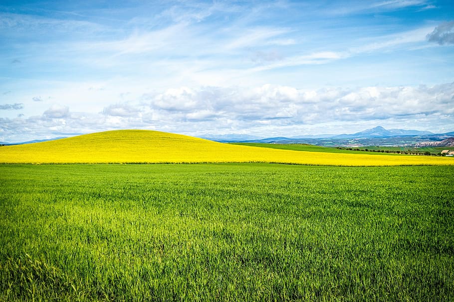 green grass field, sky, blue sky, clouds, landscape, cultivation HD wallpaper