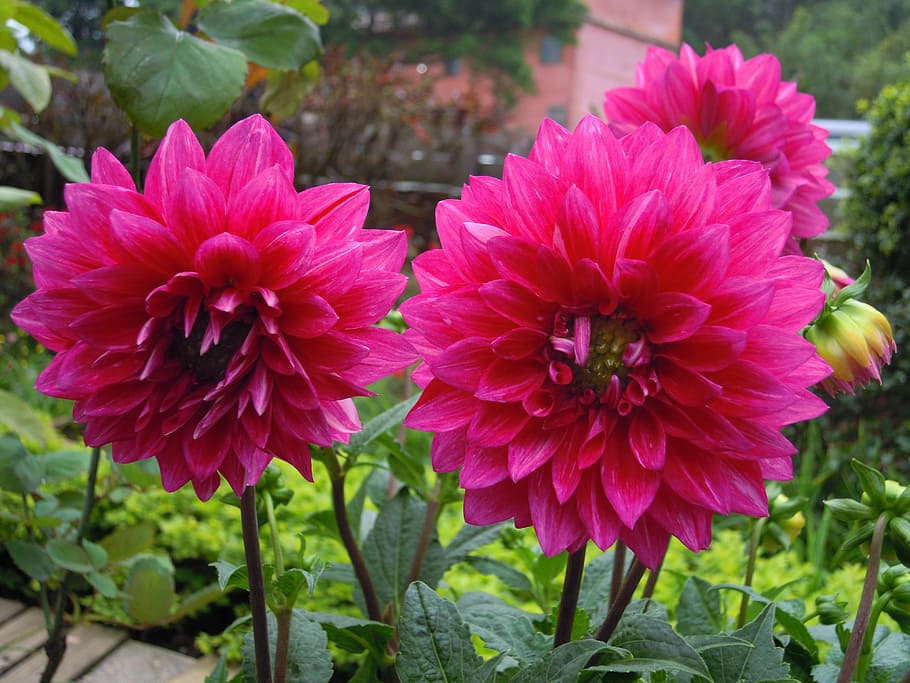 dahlia, red, flowering plant, freshness, vulnerability, fragility HD wallpaper