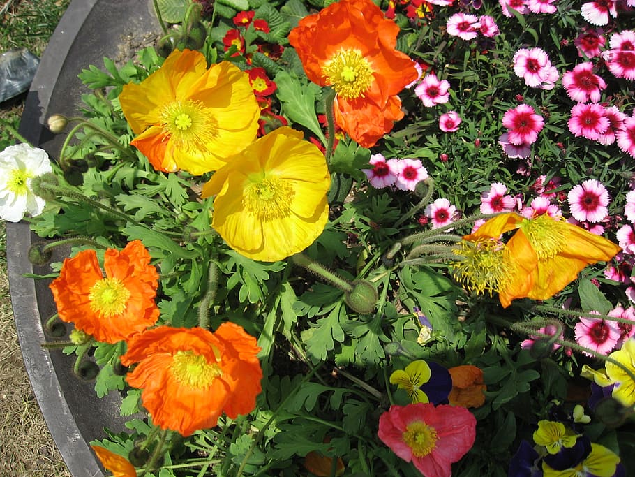 flowers, spring, nature, yellow, flowering plant, freshness HD wallpaper