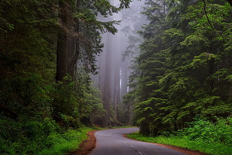 gray paved road surrounded by green leaf trees, redwood national park HD wallpaper