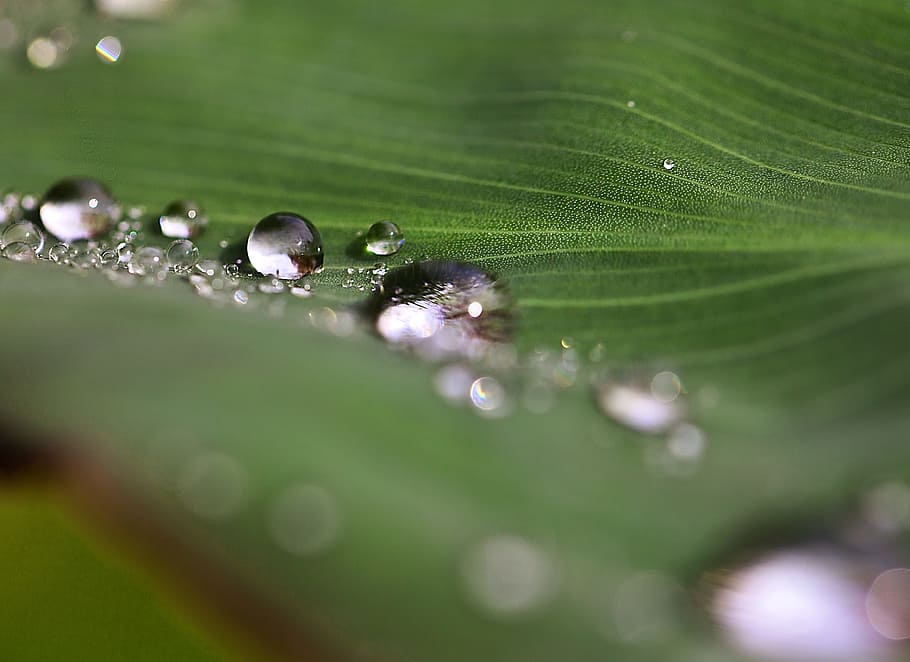 drops, drops of water, rain drops, nature, after the rain, invoice, HD wallpaper