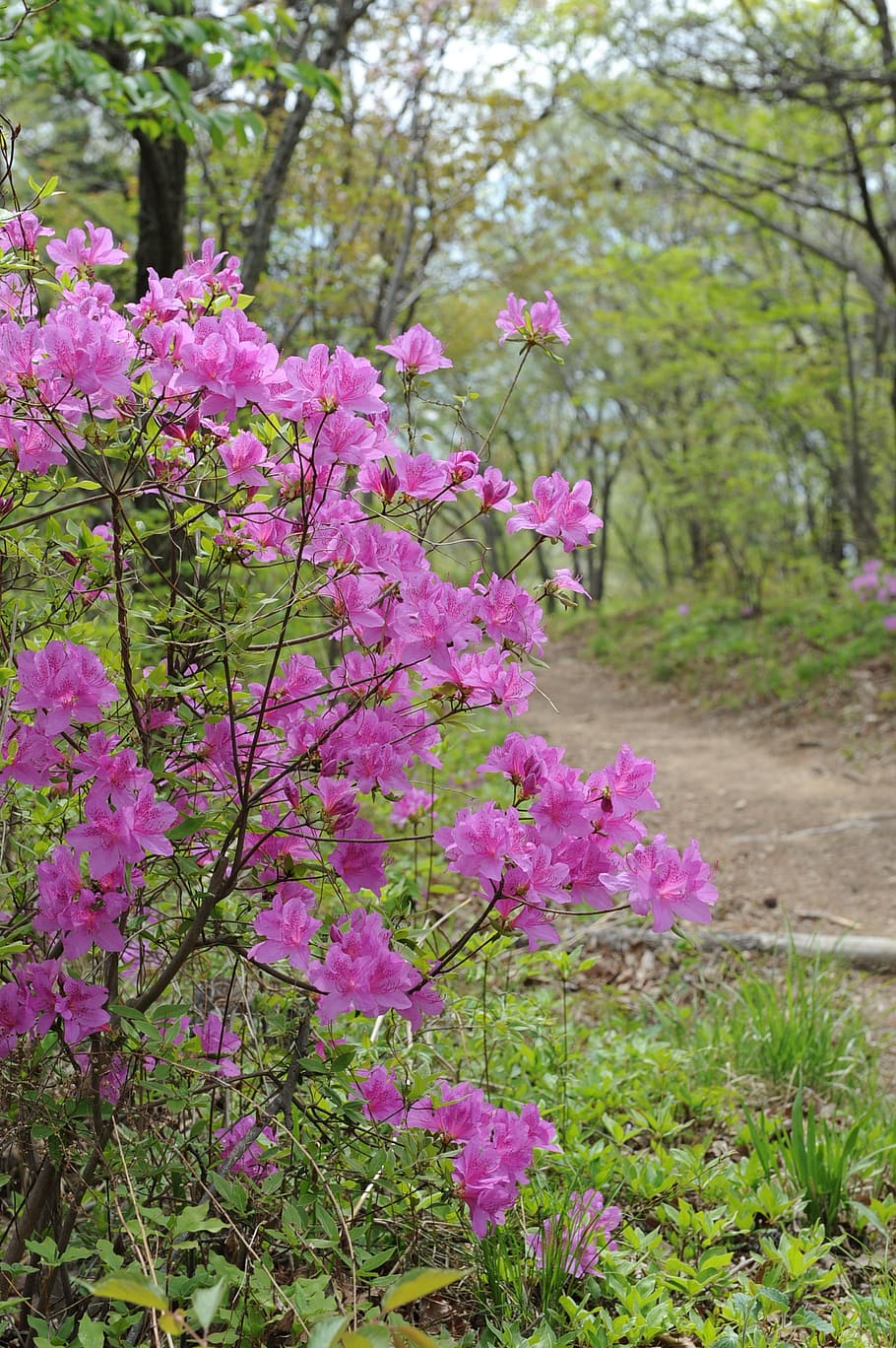 mountain, azalea, flowers, spring, bright, pink, flowering plant HD wallpaper