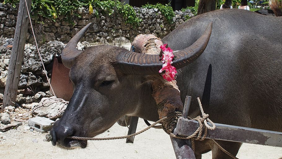buffalo, hackery, okinawa, asia, animal, water Buffalo, thailand HD wallpaper