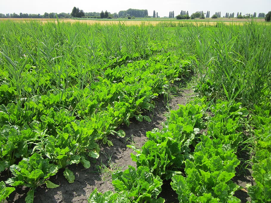 sugar beets, field, crop, agriculture, farming, vegetable, plant