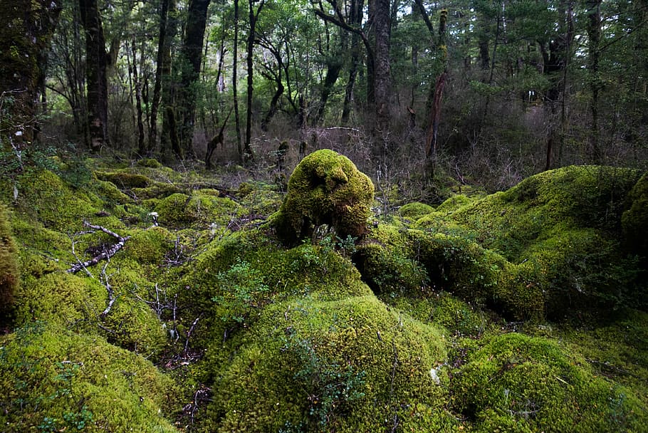 green forest, moss, nature, tree, outdoors, green Color, woodland HD wallpaper