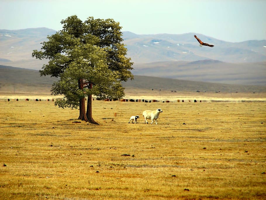 Prairie, Steppes, Mountains, Vegetation, nature, birds, fly HD wallpaper
