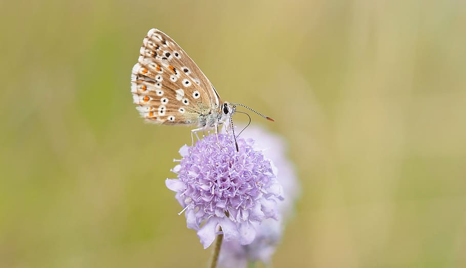 insect, nature, live, butterfly - Insect, animal, animal Wing HD wallpaper
