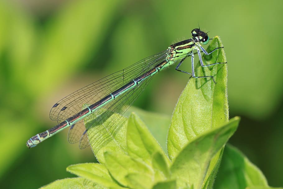 dragonfly, insect, predatory insect, insect macro, dragonfly macro HD wallpaper