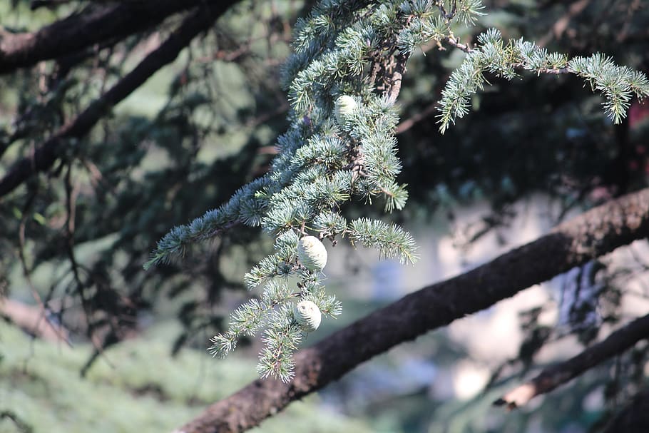 pine, tree, branch, young, immature seeds, pinus, plant, beauty in nature HD wallpaper