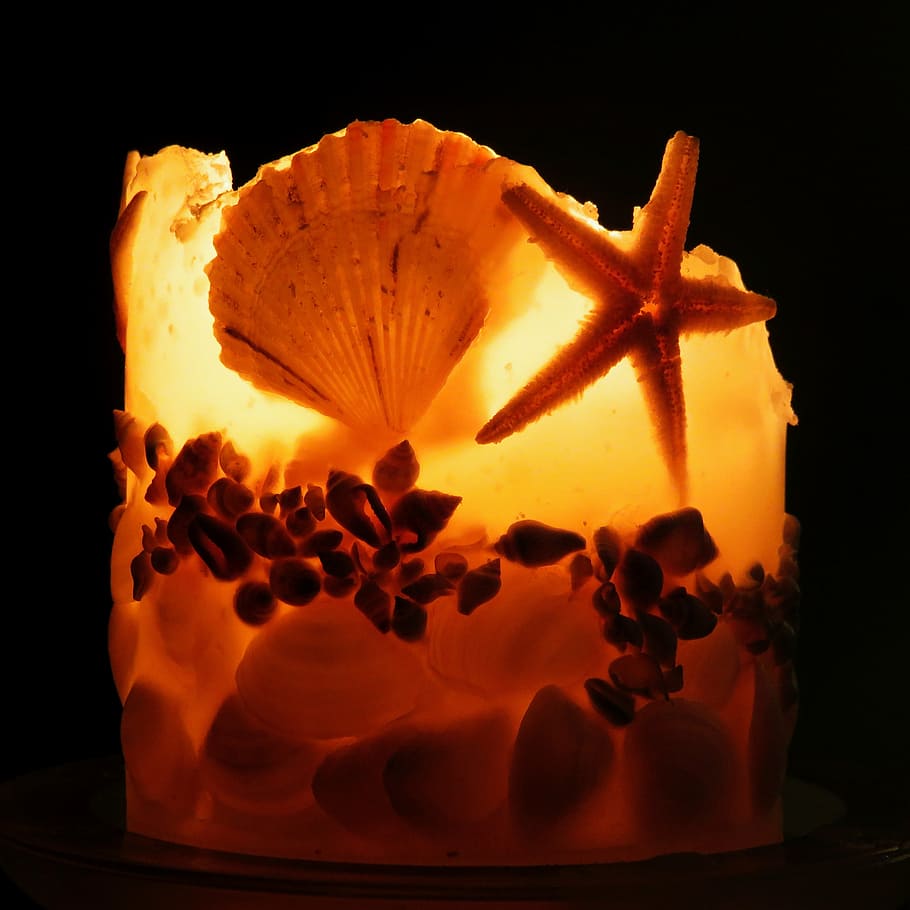 candle, shells, candlelight, relax, luxury, natural, setting HD wallpaper