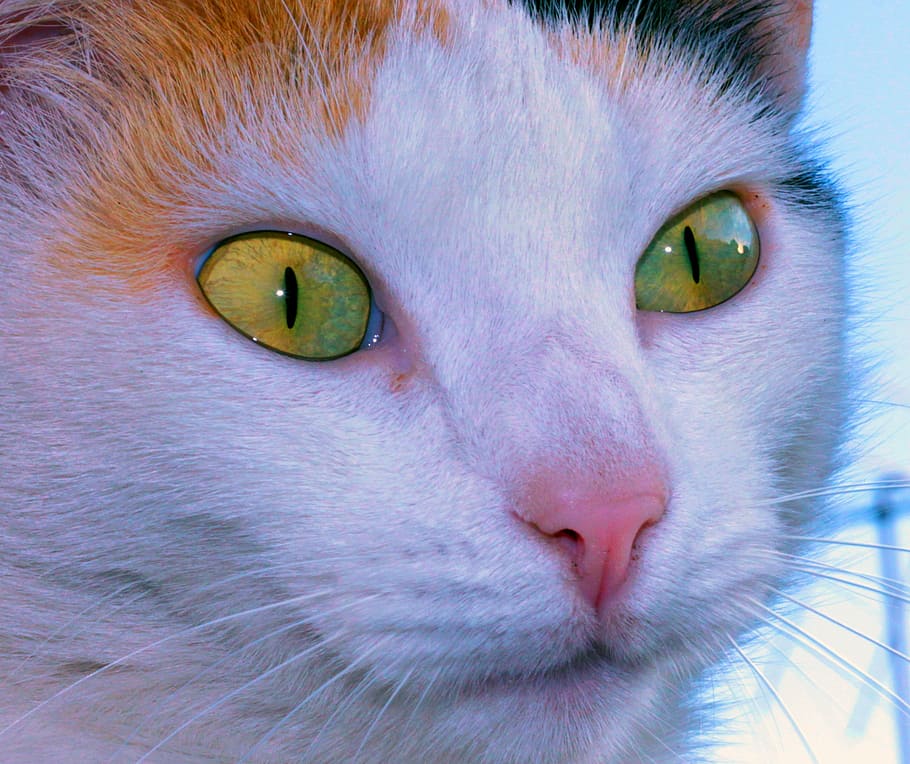 eye, gata, ceu, domestic Cat, pets, animal, cute, looking, animal Eye HD wallpaper