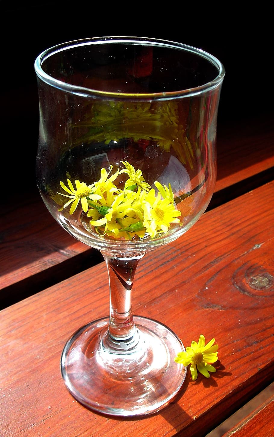glass, sun, tree, day, summer, yellow, daisy, flower, table HD wallpaper