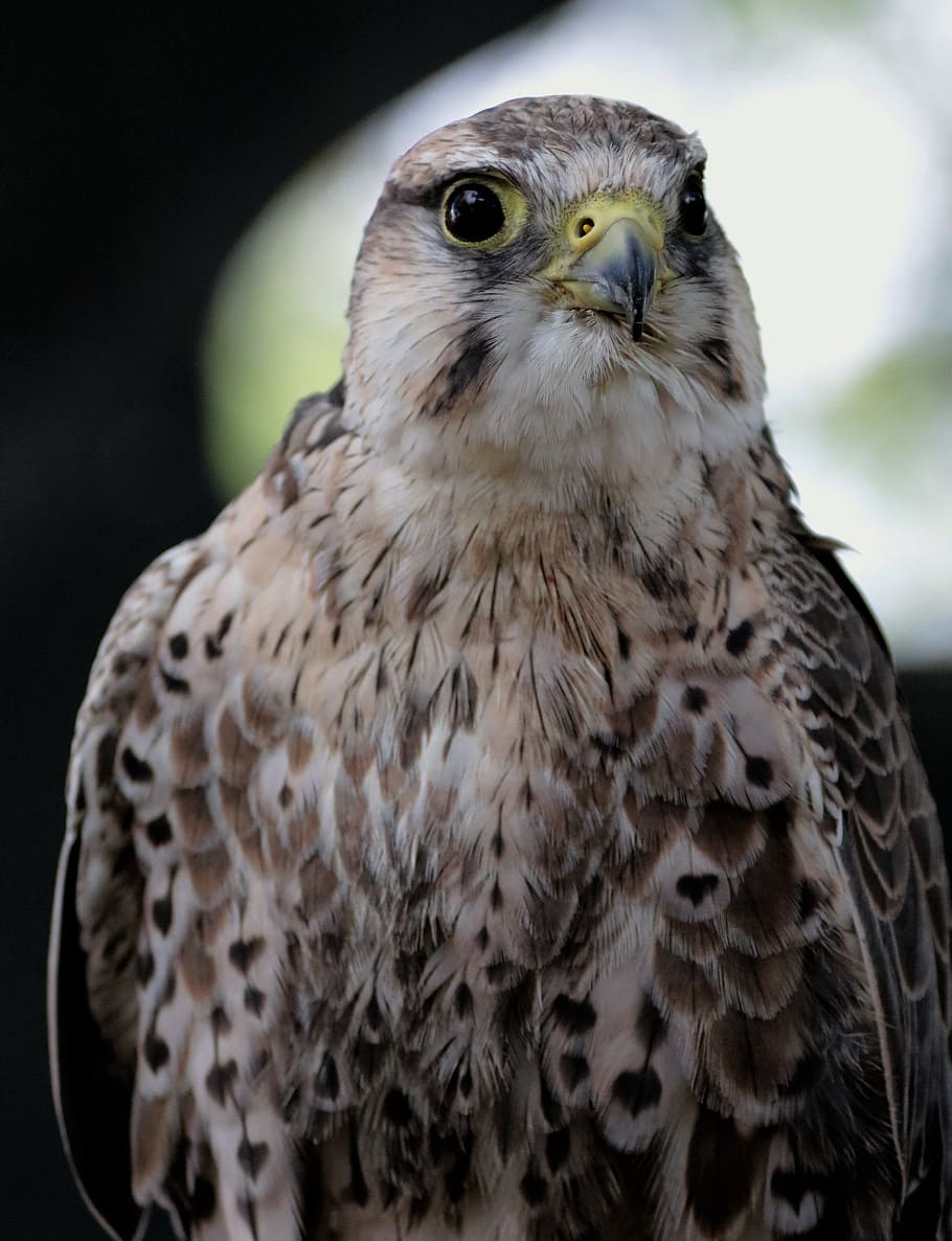 Lanner, Falcon, Bird, Predator, Raptor, prey, hawk, wildlife HD wallpaper