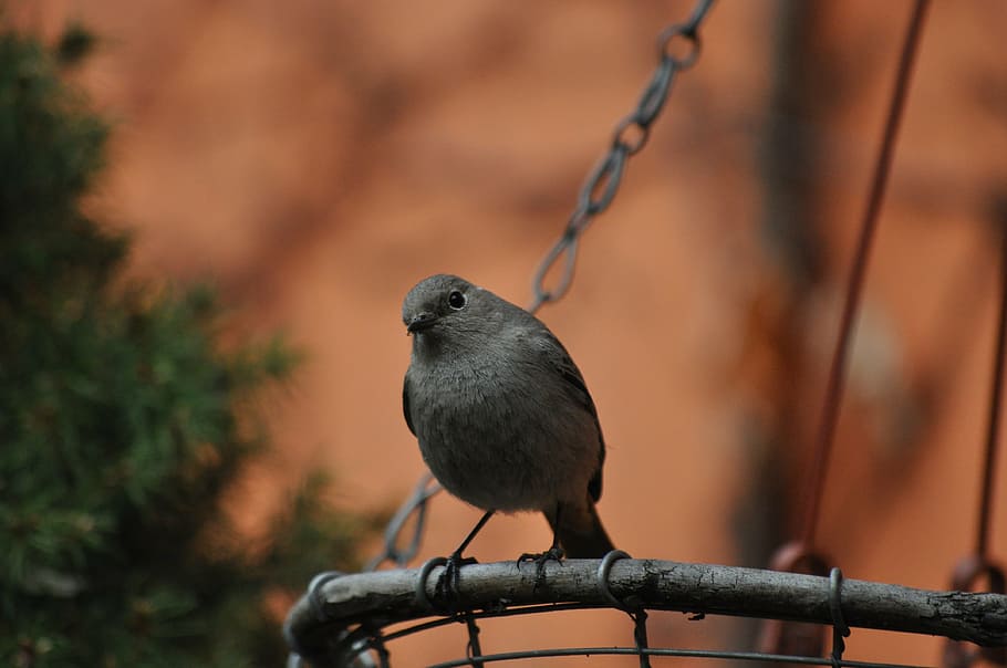 cinderella, bird, spring, one animal, perching, animal themes HD wallpaper
