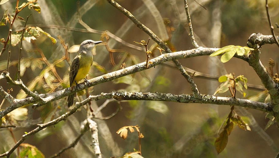 nature, ave, bird, trees, colombia, branch, animal themes, plant HD wallpaper