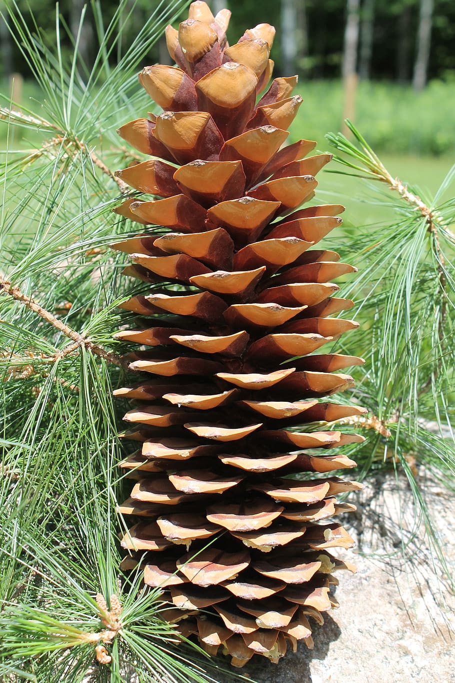 pinecone, nature, natural, decoration, tree, brown, woods, pine-tree HD wallpaper