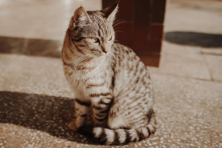 photo of orange tabby cat, brown tabby cat sitting in shallow focus photography HD wallpaper