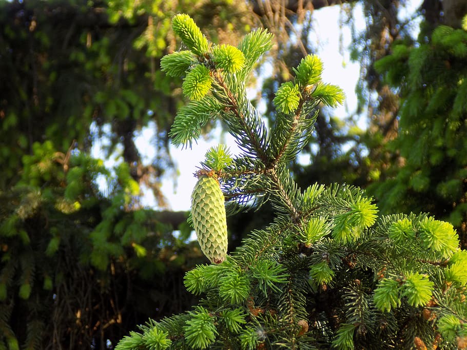 pine cone, branch, needles, conifer, spruce, scratchy, plant HD wallpaper