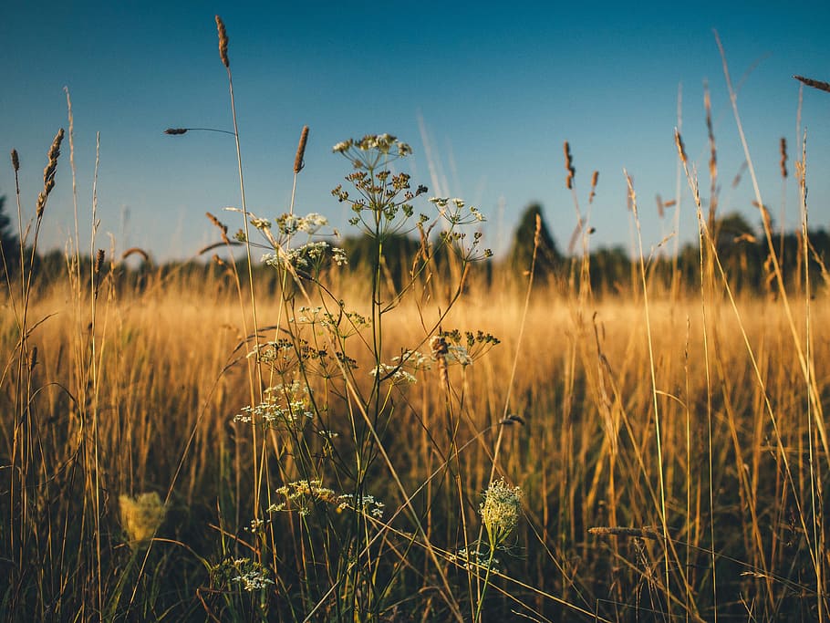 plants, field, grass, crops, agriculture, nature, farm, countryside HD wallpaper