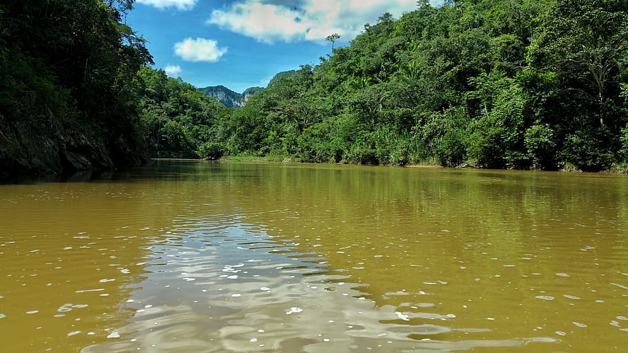 river, jungle, water, tree, plant, tranquility, beauty in nature HD wallpaper