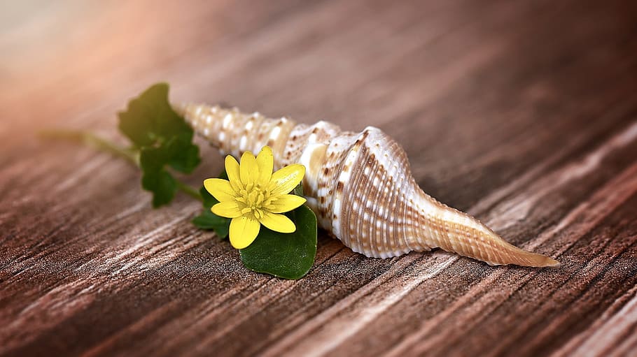 yellow Aconite flower near shell, blossom, bloom, celandine HD wallpaper
