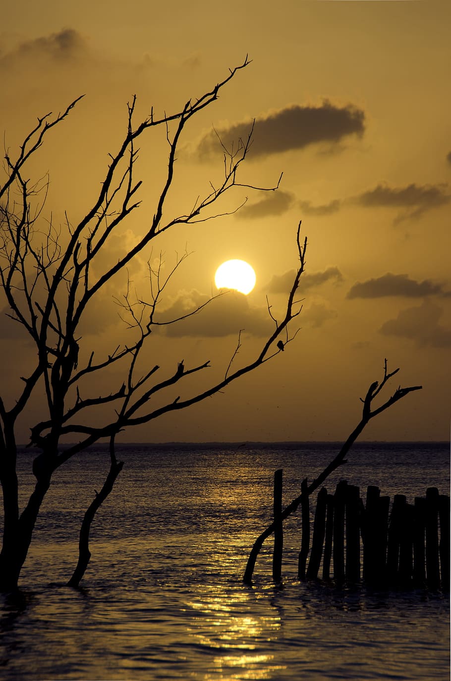 Sunset, Cloud, Branches, Sea, Nature, sky, landscape, sunlight HD wallpaper