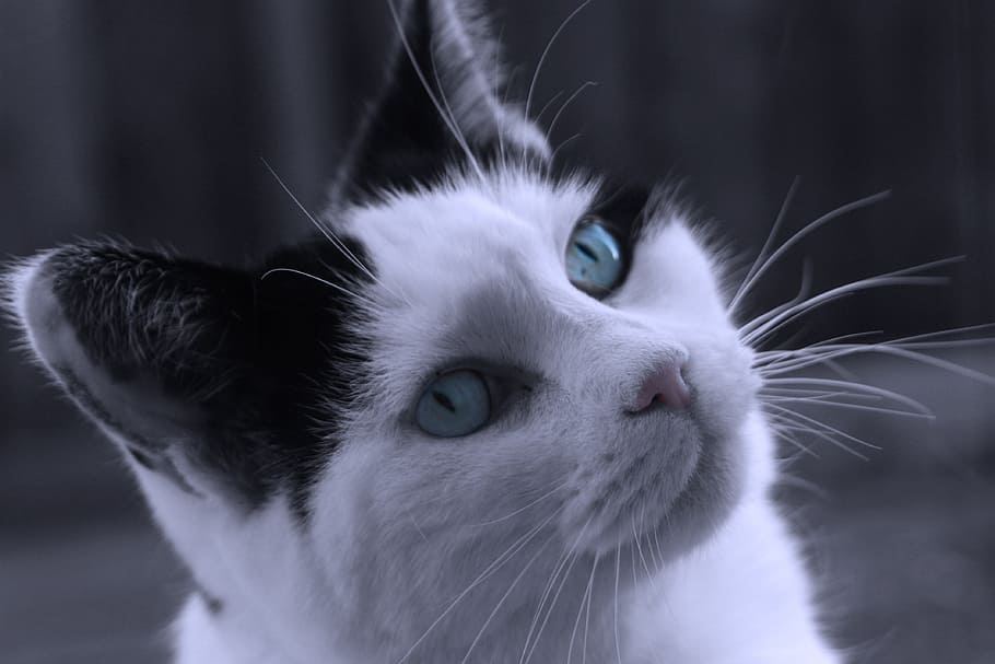 close-up of white and gray cat, Black, White, Pet, Animal, Kitten HD wallpaper