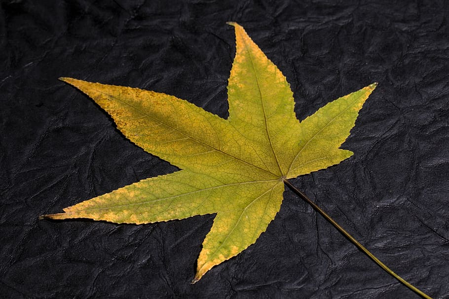 leaf, foliage leaf, fall foliage, fall leaves, background, design HD wallpaper