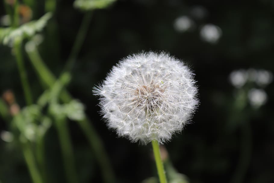 flower, flowers, dandelion, macro, freshness, plant, flowering plant HD wallpaper