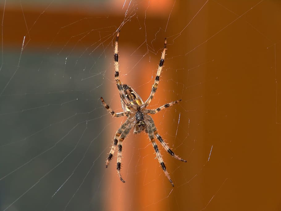 spider, animal, nature, cobweb, animal world, arachnid, network HD wallpaper