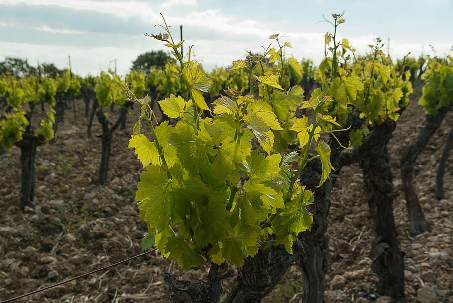 green leafed plant, vineyard, ceps, wine, winegrower, grape HD wallpaper