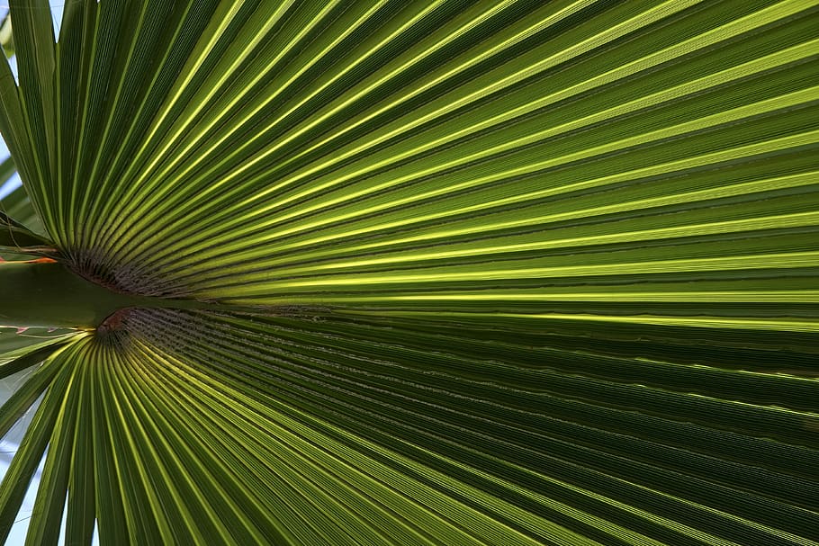 focus photography of green leaf plant, close-up photo of green fan palm leaf HD wallpaper