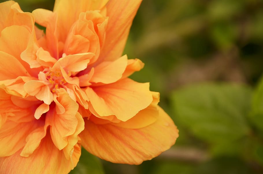 warm colors, flower, fixed focus, flowering plant, fragility HD wallpaper