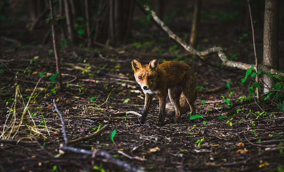 red fox on forest, wolf, animal, nature, trees, plant, outdoors, HD wallpaper