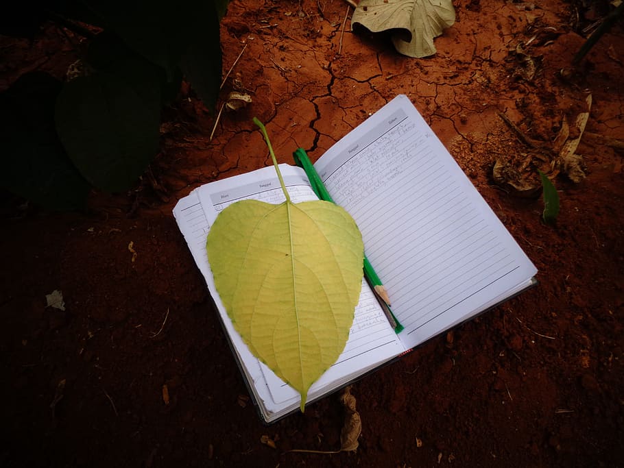 paper, leaf, book, nature, floral, high angle view, land, no people HD wallpaper