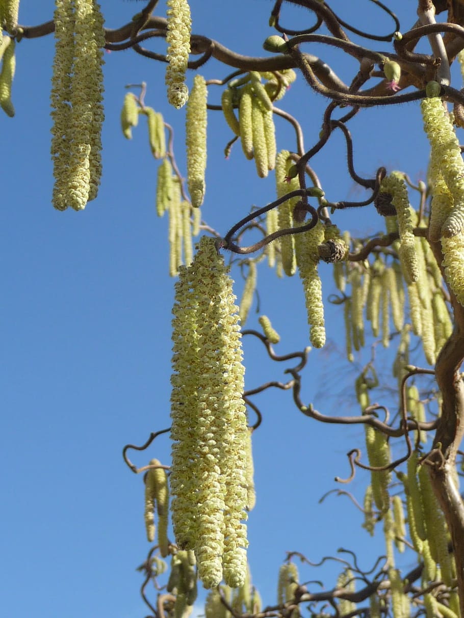 nature, hazel, hazelnut, bush, frühlingsanfang, inflorescence HD wallpaper