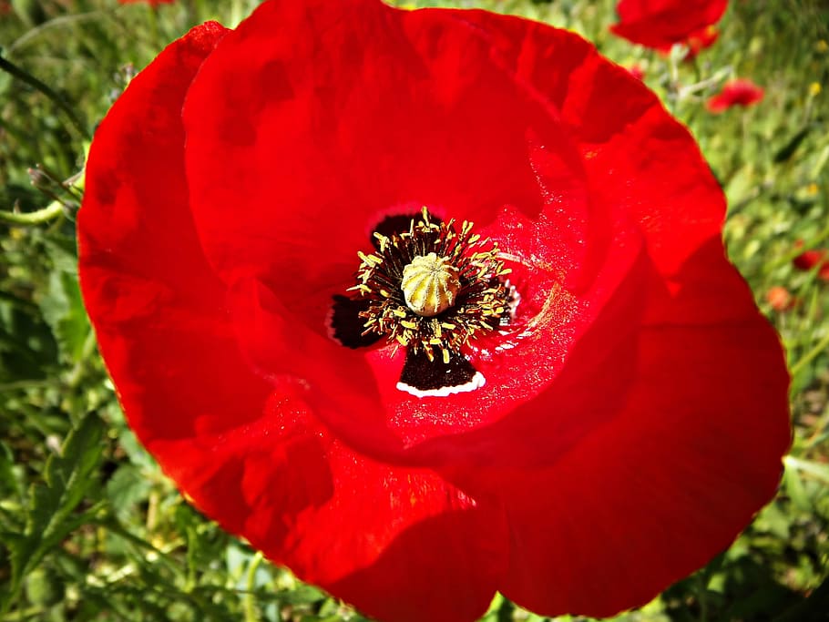 poppy, deep red, macro, field, flower, wild, flowering plant HD wallpaper