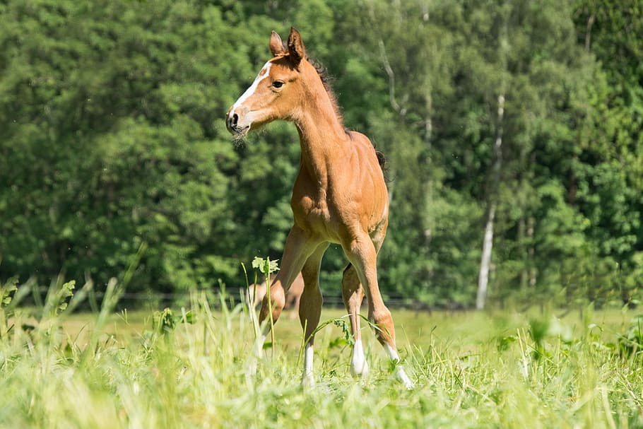 brown pony during daytime, foal, young, small, sweet, animal HD wallpaper