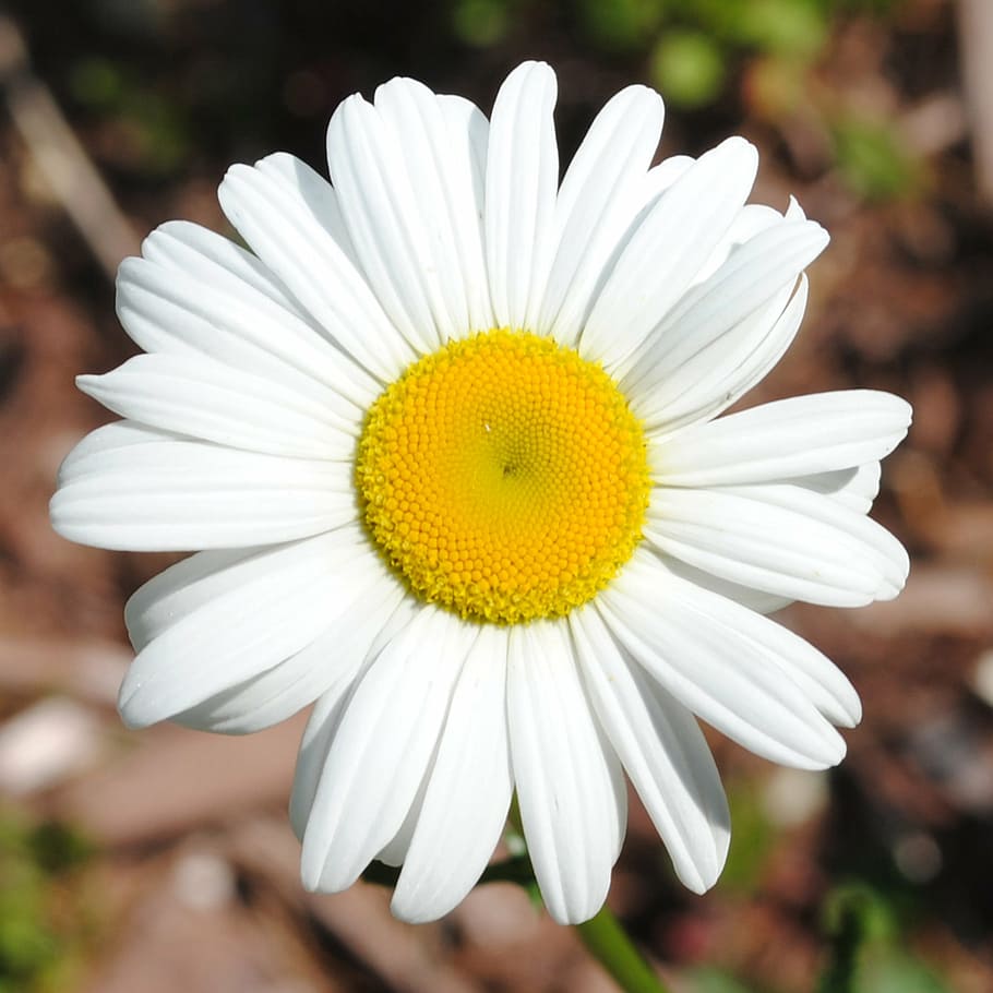 daisy, flower, spring, nature, natural, plant, white, blossom HD wallpaper