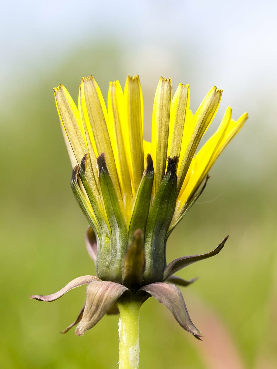 dandelion, flower, blossom, bloom, plant, nature, flowering plant HD wallpaper