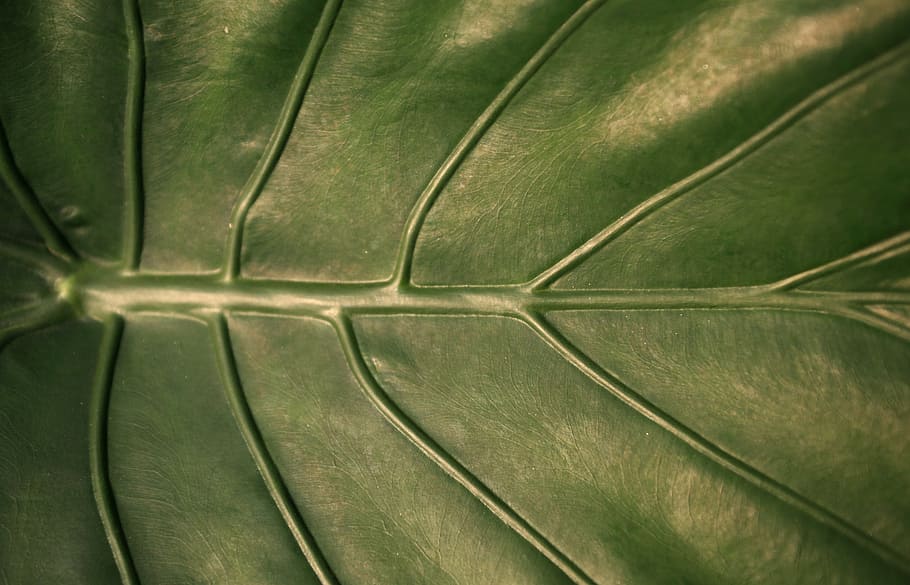 leaf, veins, nature, foliage, plant, full frame, green color HD wallpaper