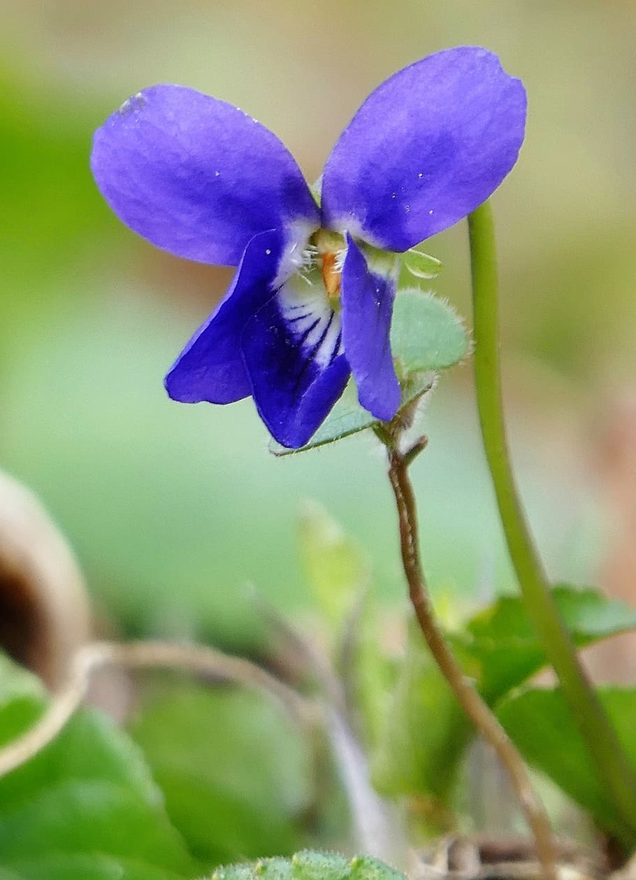 nature, flower, violet, blue, blossom, bloom, beautiful flower HD wallpaper
