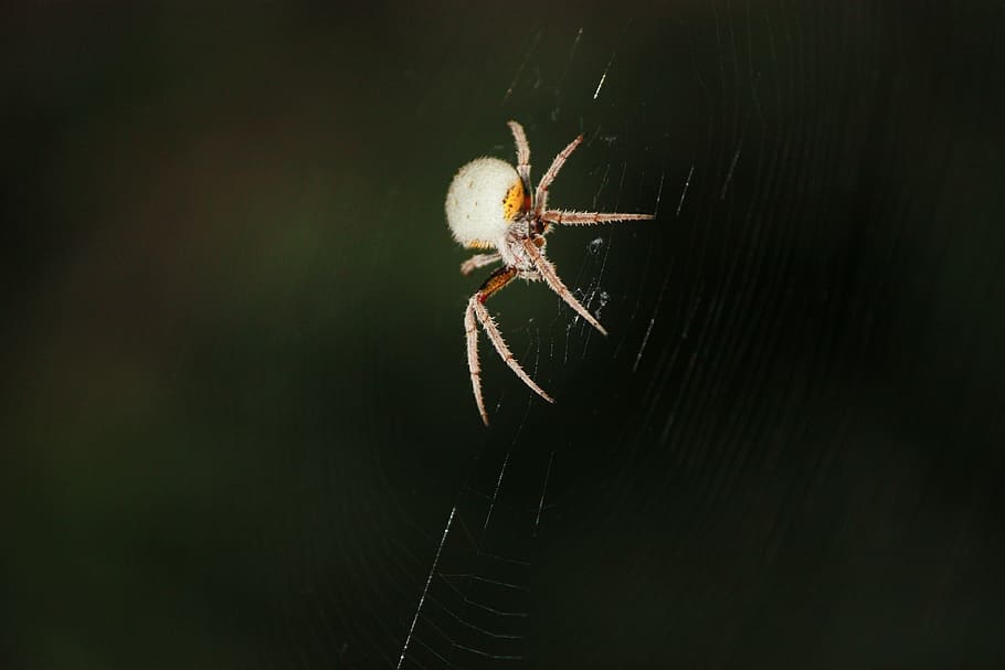 tropical orb spider, insect, spider web, nocturnal, animal themes HD wallpaper